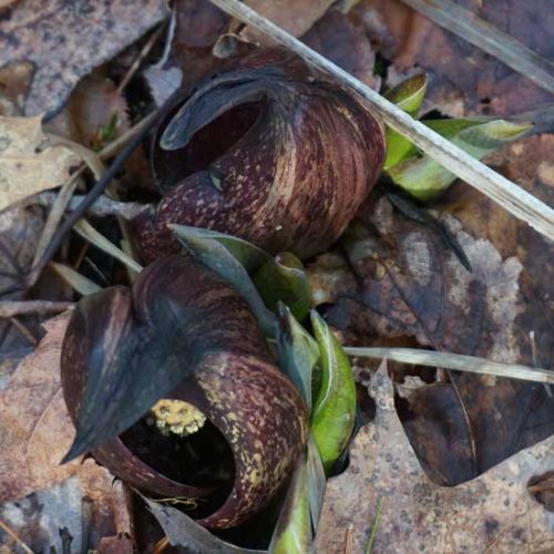 Sure Signs of Spring